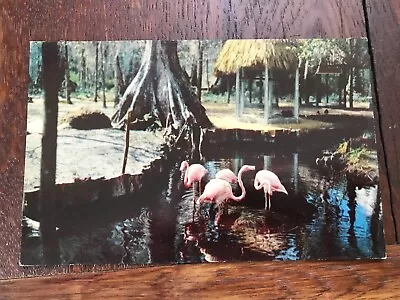 Florida Flamingos Near The Indian Village Of Silver Springs Florida Postcard • $2.99