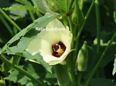 Okra Emerald Green - An Unusual Long & High Yielding Tender Variety - 10 Seeds • $4.25