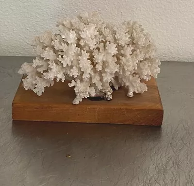 Natural White Sea Coral 6”x4”x4  Coastal Reef • $25
