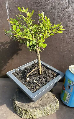 £8.99 • Buy Bonsai Lonicera Starting Tree In Plastic Training Pot Outside