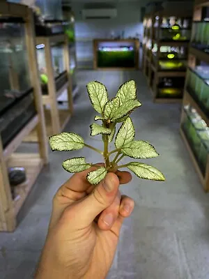 Episcia Silver Skies - Dart Frog VIVARIUM / Terrarium Plant - Plantlet Cutting • $24.95