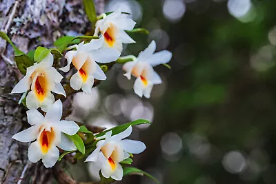 Dendrobium Fuerstenbergianum Small Orchid Mounted • $36.55