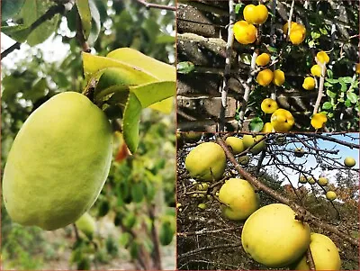 Exquisite Quince Collection - P Sinensis Chaenomeles Cathayensis & Speciosa • £29.70