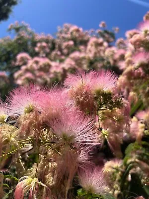 10 Mimosa / Persian Silk / Powder Puff Tree / Albizia Julibrissin Flower Seeds • $3.88