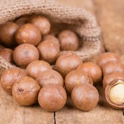 Jumbo Macadamia Nuts (In Shell) - Fresh California Grown • $19.99