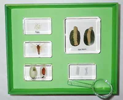 Silk Moth Life Cycle Set In 5 Clear Square & Rectangular Lucite Block 1804 • $32