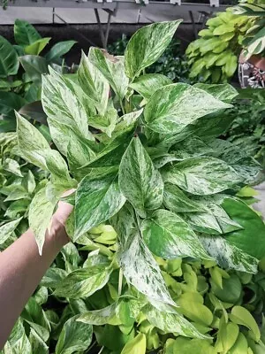 Snow Queen Pothos Cutting Marble Queen Variegated Pothos Plant 3 Cutting • $11.99