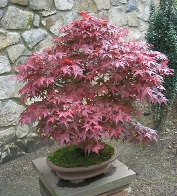 $14.95 • Buy 100 Red Japanese Maple Seeds - Acer Palmatum Atropurpureum - Hardy Palmate Tree