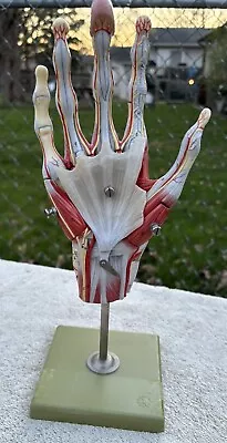 Vintage Somso Anatomical Medical Science Hand Model Modelle West Germany • $585
