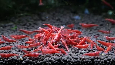 10+2 Red Cherry Shrimp Neocaridina Dwarf Shrimp Aquarium FREE Shipping • $32.99