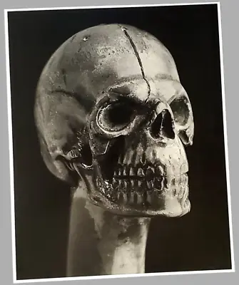 Robert Mapplethorpe Photography Antique Skeleton Art Human Anatomy Skull Artwork • $21