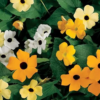 Black Eyed Susan Vine Mix Seeds 78  To 96  Thunbergia Alata • $2.99