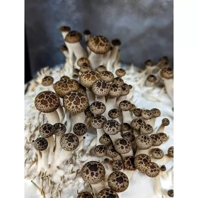 Turtle Shell Beech Mushroom Liquid Culture Hypsizigus Tessellatus • $20
