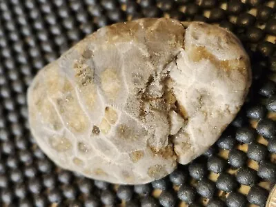 Petoskey Stone Unpolished  Michigan Mineral  Ancient Coral   Souvenirs  • $20