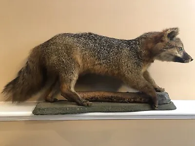 Vintage Fox Taxidermy Full Mount On Wooden Plank-No Reserve • $150
