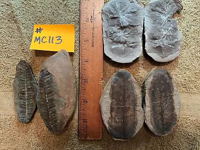 Mazon Creek Fossils !!   Lot Of 3 Pairs Of Plants !!   See Photos !! #MC113 • $36