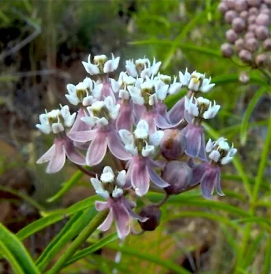 50+  Narrow Leaved Milkweed Asclepias Fascicularis Ca Native Flower Seeds • $3.99