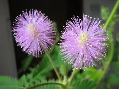 1-1000 PCS Shameplant Tree Seeds Sensitive Sleeping Mimosa Pudica Purple 0149 • $6.95