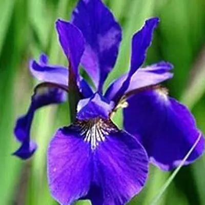 £3.53 • Buy Seed IRIS Blue Violet King SIBERIAN Stunning SHOWY Flowers Seeds SIBIRICA Garden