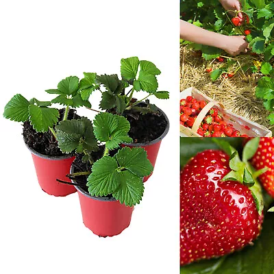 Strawberry Red Gauntlet Fruit Plants - Hardy Garden Bushes In 9cm Pots • £8.99