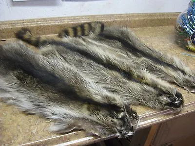 Tanned   Large  Open    Raccoon Hides  Trapping Furs Hats ID Tag White • $22.99