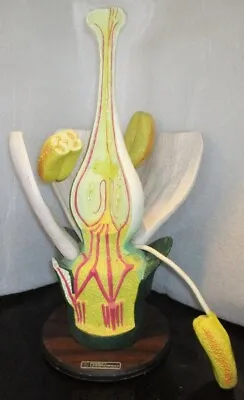 Vintage Extremely Rare 3 Dimensional Anatomical Dicot Flower Model Bobbitt Lab • $500