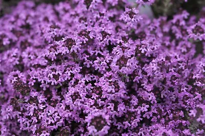 £5.99 • Buy Creeping Thyme Thymus Serpyllum Purple  14000 Seeds Perennial+FREE PLANT LABEL 