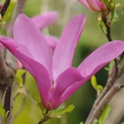 Magnolia Susan Tree Mauve Purple Flowering Ornamental Outdoor Shrub Plant 2L • £38.98