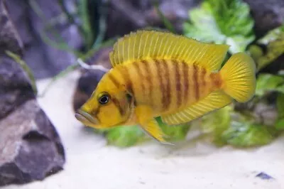 Gold Calvus Cichlid Tanganyika Cichlid Altolamprologus Calvus Compressiceps 4cm • £20