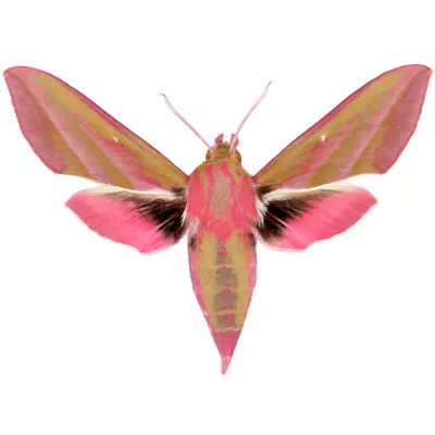 Deilephila Elpenor Pink Moth China WINGS CLOSED/UNMOUNTED • $20