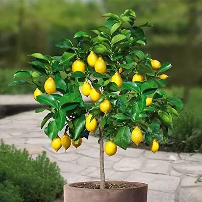 10+ Meyer Lemon Tree Seeds Relic Lime Potted Garden Bonsai Plant Rare Fruit Hom • £4.48
