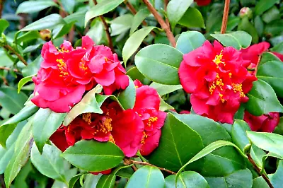 10 LONGWOOD CENTENNIAL CAMELLIA SEEDS - Camellia Japonica 'Longwood Centennial' • £5.63