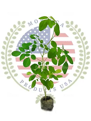 Moringa Rooted Live Plant With Free Moringa Seeds  • $9.89
