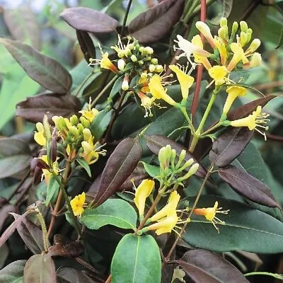 £14.99 • Buy Evergreen Lonicera * Copper Beauty * 2 Litre Long Pot * Climber * Freepost *