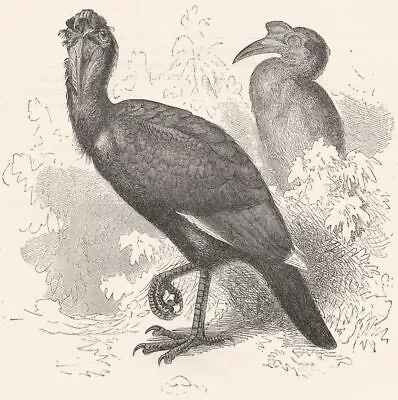 BIRDS. Searcher. Hornbill. Abbagamba Abyssinian C1870 Old Antique Print • £5.99