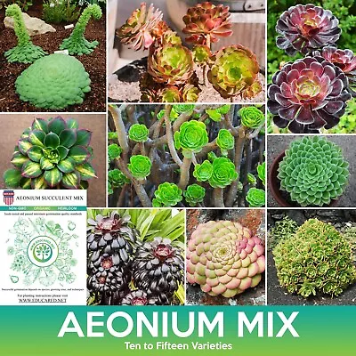 Aeonium Succulent Mix Seeds Combined Shipping On 500+ Seed Varieties!  • $4.99