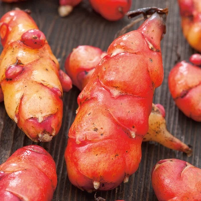 £12.95 • Buy New Zealand Yam 'Giggles' 1L Plant. Oxalis Tuberosa. Oca