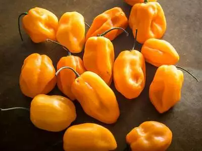 25 JAMAICAN YELLOW HABANERO PEPPER SEEDS ~ Heirloomseedguy ~ 2024 ~ NON-GMO • $1.67