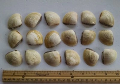 18 Small Clam Shells - For Baking Or Crafting - Seashore Home Decor • $4