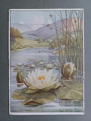 1942 MEDICI PC WHITE WATER LILY WILD FLOWER By MARGARET TARRANT • £5.75