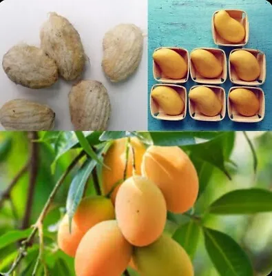 Sweet Mango Fruit Seeds Organic Delicious Tree Ceylon Fresh Mangifera Indica New • $13.79