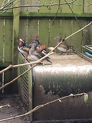 6 (six) Mandarin Duck Hatching Eggs • £30