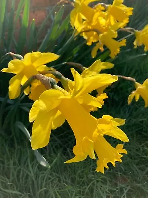 30 Daffodil 'King Alfred' Bulbs (Free Postage UK) • £18.50