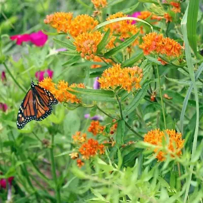 100+ Butterfly Milkweed Seeds | Attract Butterflies In Your Garden | Non-GMO • $3.98