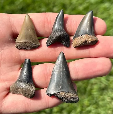 Fossil Mako Sharks Teeth LOT OF 5 Miocene Megalodon Age South Carolina • $34.99