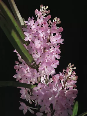 DO -  Ascocentrum Christensonianum Vanda Species  Mini Orchid In Spike! • $19.99