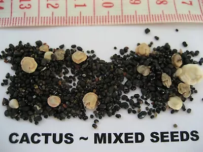 Mixed Cacti Seeds Or Mixed Cacti And Succulent Seeds ~ 50+ Seeds Per Pack • £2.50