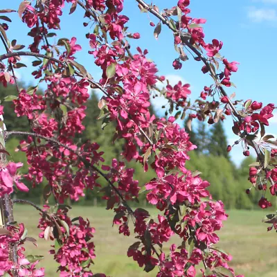 Malus X Purpurea 'Crimson Cascade' | Crab Apple Tree | Ornamental Tree | 5-6ft • £79.99