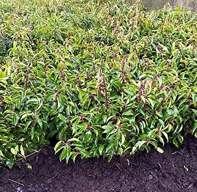 50 Portuguese Laurel Hedging 1-2ft Bushy Bareroot Evergreen Prunus Lustitanica • £129.95