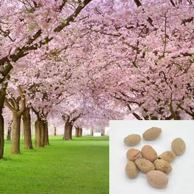 Pink Cherry Blossoms Tree Seeds Sakura -10/20/50 Packs-Same Day Shipping • $3.50